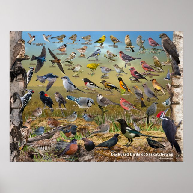 Backyard Birds of Saskatchewan Poster (Front)