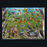 Backyard Birds of Southern Ontario Poster<br><div class="desc">Backyard Birds of Southern Ontario ID Poster. This poster is a great identification tool for the more common backyard and feeder birds found in Southern Ontario. Makes for a great gift for any nature lover.</div>