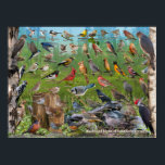 Backyard Birds of Southern Ontario Poster<br><div class="desc">Backyard Birds of Southern Ontario ID Poster.  This poster is a great identification tool for the more common backyard and feeder birds found in Southern Ontario.   Makes for a great gift for any nature lover.</div>