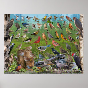 Backyard Birds of Southern Ontario Poster