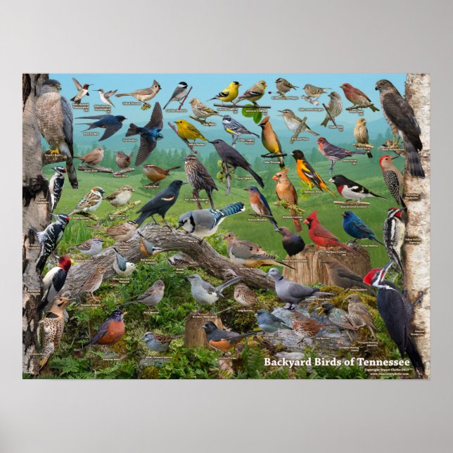 Backyard Birds of Tennessee Poster (Front)
