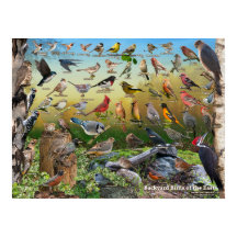 Backyard Birds of the East