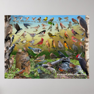 Backyard Birds of the East Poster