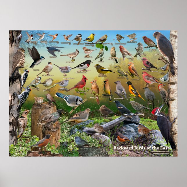 Backyard Birds of the East Poster (Front)