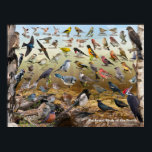 Backyard Birds of the North Poster<br><div class="desc">Backyard Birds of the North Identification Poster.   A great gift for anyone living in the North who loves to feed birds in their backyard.</div>