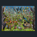 Backyard Birds of the West Poster<br><div class="desc">This is the 5th Edition of the Backyard Birds of the West Poster.  I great identification tool for most of the birds you will find in your west coast backyard.  Western North America</div>