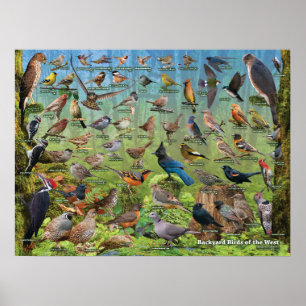 Backyard Birds of the West Poster