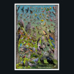 Backyard Birds of the West Special Edition Poster<br><div class="desc">Backyard Birds of the West Special Edition Poster. This poster is an expansion of my best selling Backyard Birds of the West Poster and now encompasses most of the birds you could encounter in backyards from California to British Columbia. A great tool for learning what birds visit your yard. A...</div>