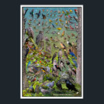 Backyard Birds of the West Special Edition Poster<br><div class="desc">Backyard Birds of the West Special Edition Poster. This poster is an expansion of my best selling Backyard Birds of the West Poster and now encompasses most of the birds you could encounter in backyards from California to British Columbia. A great tool for learning what birds visit your yard. A...</div>