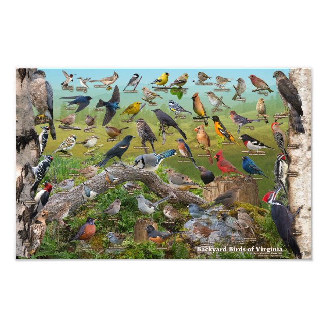Backyard Birds of Virginia 17"x11" Photo Print (Front)
