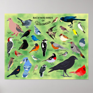 Backyard Birds of Wisconsin Poster