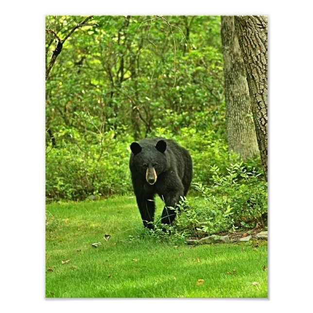 Backyard Black Bear Photo Print (Front)