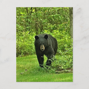 Backyard Black Bear Postcard