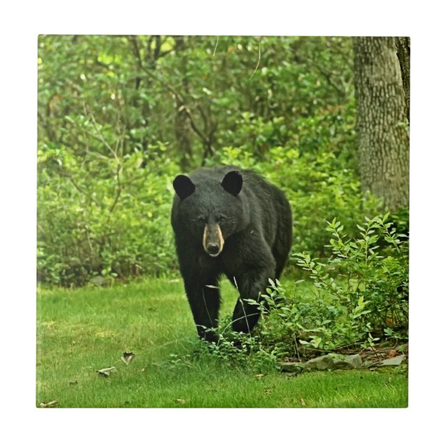 Backyard Black Bear Tile (Front)