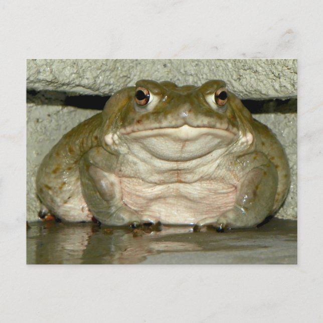 Backyard Bufo alvarius - Colorado River Toad Postcard (Front)