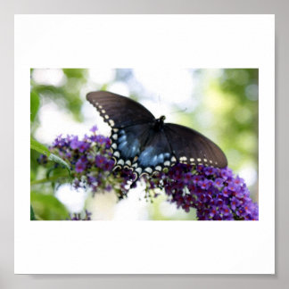 Backyard Butterfly Print