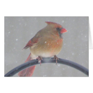 Backyard Cardinal