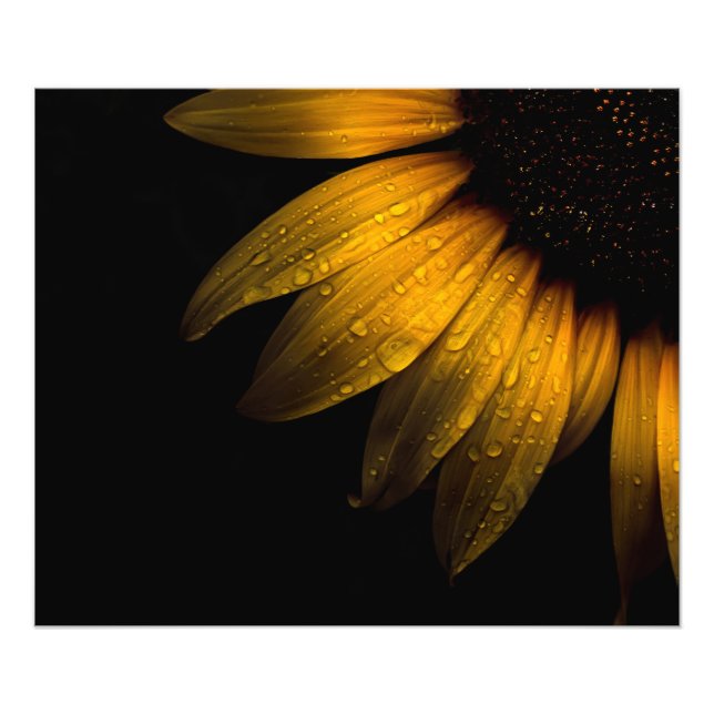 Backyard Flowers 28 Sunflower Photo Print (Front)