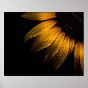Backyard Flowers 28 Sunflower Poster