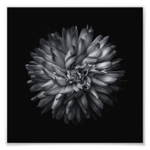 Backyard Flowers In Black And White 20 Photo Print