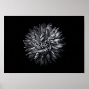 Backyard Flowers In Black And White 20 Poster