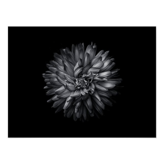 Backyard Flowers In Black And White 20 Poster (Front)