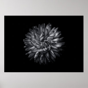 Backyard Flowers In Black And White 20 Poster