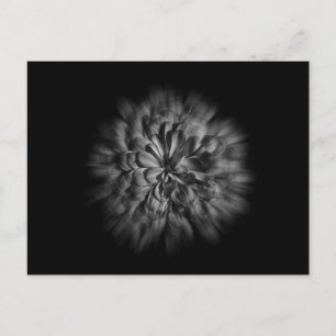 Backyard Flowers In Black And White 48 Flow Postcard