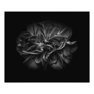 Backyard Flowers In Black And White 67 Photo Print