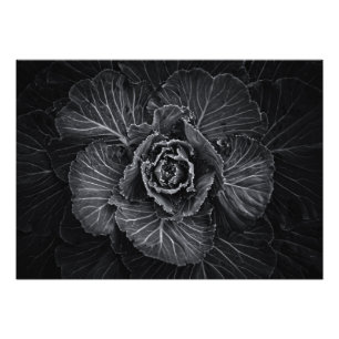 Backyard Flowers In Black And White No 108 Photo Print