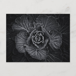 Backyard Flowers In Black And White No 108 Postcard