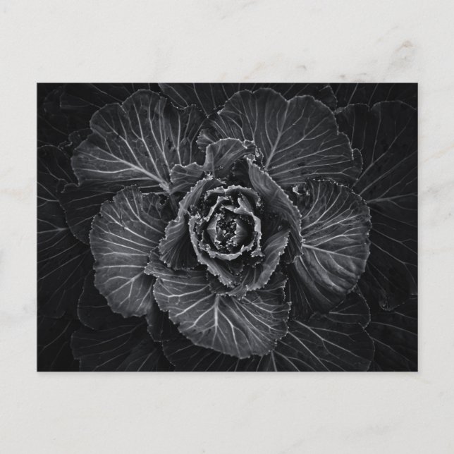 Backyard Flowers In Black And White No 108 Postcard (Front)
