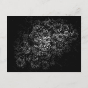 Backyard Flowers In Black And White No 29 Postcard