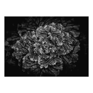 Backyard Flowers In Black And White No 42 Photo Print