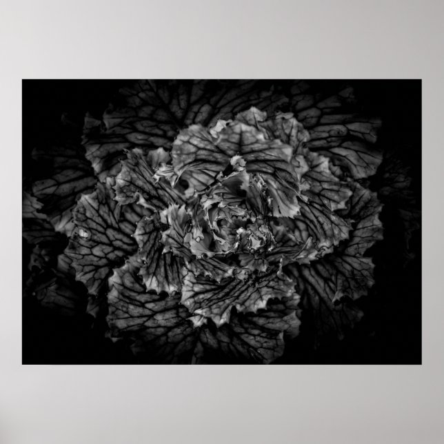 Backyard Flowers In Black And White No 42 Poster (Front)