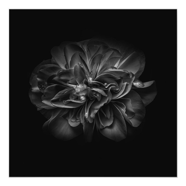 Backyard Flowers In Black And White No 67 Photo Print (Front)