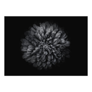 Backyard Flowers In Black And White No 68 Photo Print