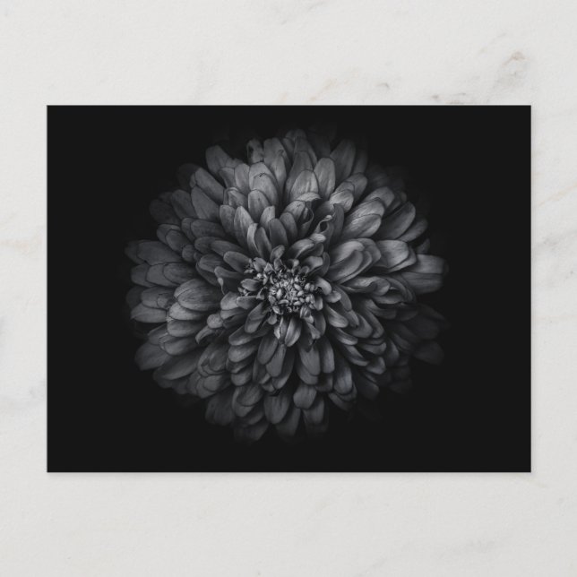 Backyard Flowers In Black And White No 68 Postcard (Front)