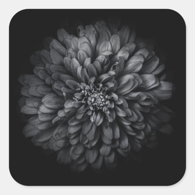 Backyard Flowers In Black And White No 68 Square Sticker (Front)