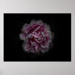 Backyard Flowers No 115 Colour Version Poster