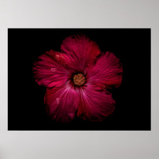 Backyard Flowers No 122 Colour Version Poster