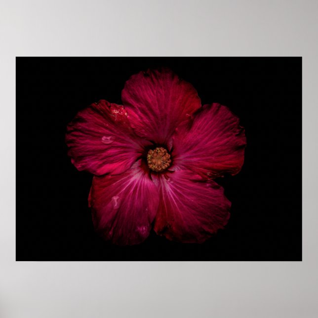 Backyard Flowers No 122 Colour Version Poster (Front)