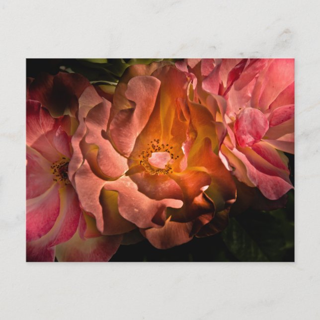 Backyard Flowers No 40 Colour Version Postcard (Front)