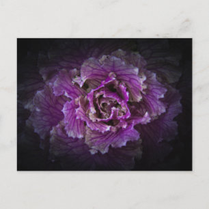 Backyard Flowers No 42 Colour Version Postcard