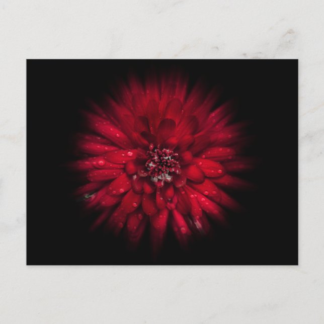 Backyard Flowers No 45 Colour Flow Version Postcard (Front)