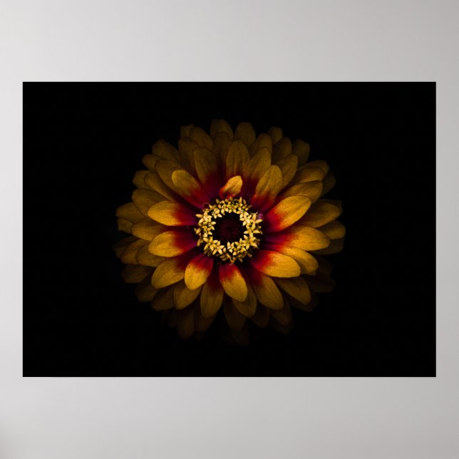 Backyard Flowers No 69 Colour Version Poster (Front)