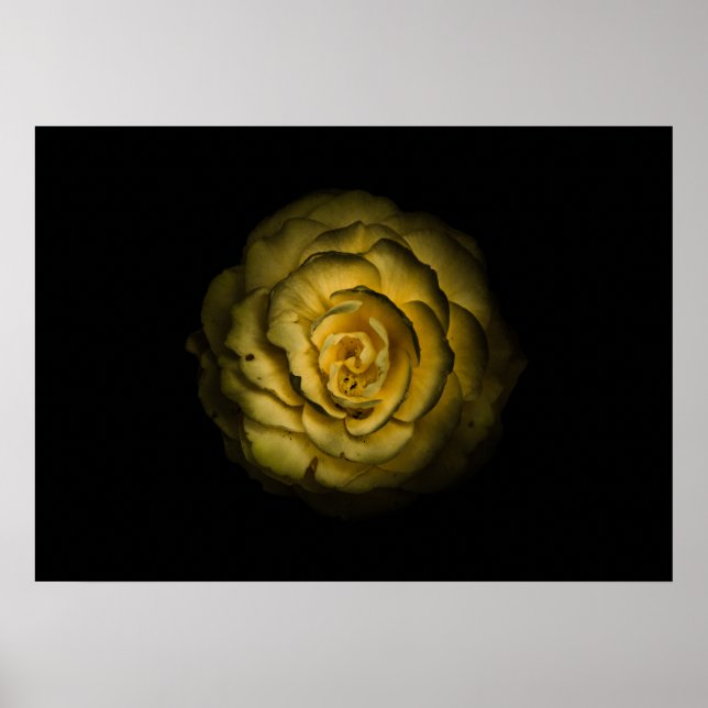 Backyard Flowers No 85 Color Version Poster (Front)