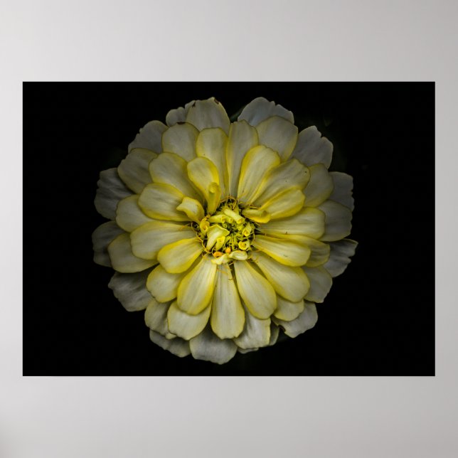 Backyard Flowers No 86 Colour Version Poster (Front)