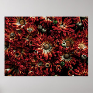 Backyard Flowers No 88 Colour Version Poster