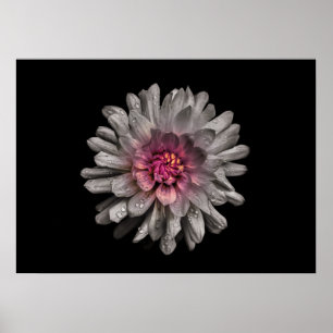 Backyard Flowers No 91 Colour Version Poster